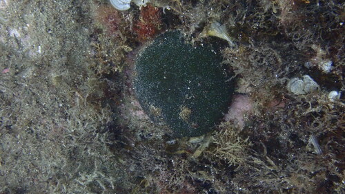 Image of Codium bursa by no rights reserved
