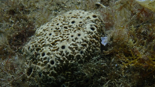 Sarcotragus fasciculatus