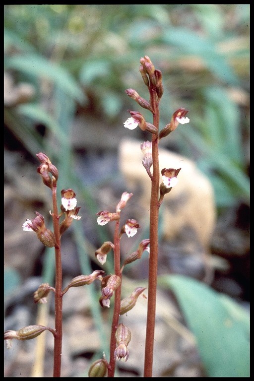 Corallorhiza odontorhiza var. pringlei