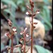 Fall Coral-Root - Photo (c) NC Orchid, some rights reserved (CC BY-NC)