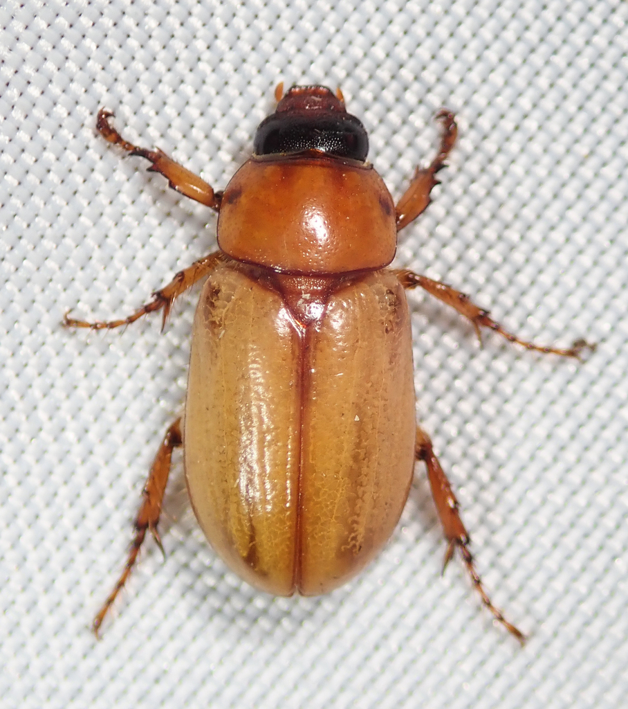 Cyclocephala longula