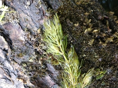 Ceratophyllum echinatum