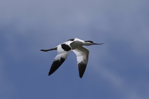 Avocette élégante