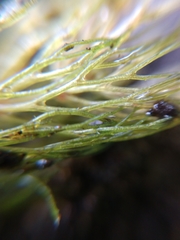 Ceratophyllum echinatum