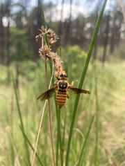 Laphria saffrana