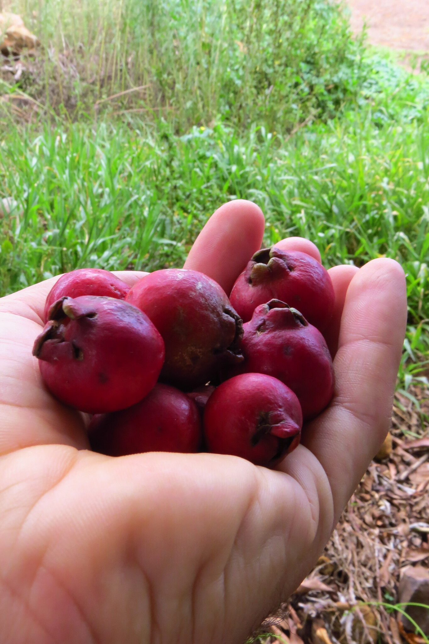 Psidium cattleianum