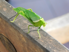 Paracaedicia serrata