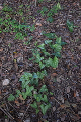 Dioscorea cyanisticta