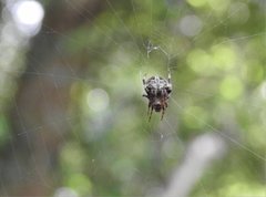 Neoscona menghaiensis