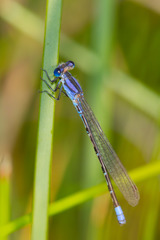 Argia alberta