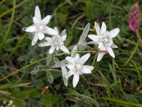 Edelweiss