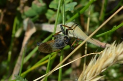 Pamponerus germanicus