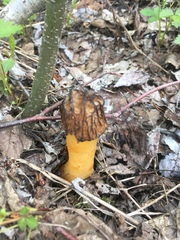 Morchellaceae