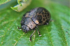 Calligrapha multipustulata