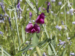 Lathyrus