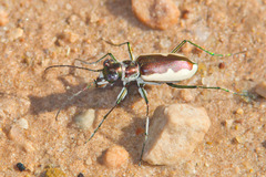 Eunota circumpicta