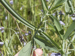 Lathyrus