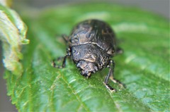 Calligrapha multipustulata