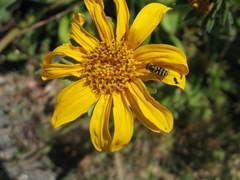 Wyethia angustifolia