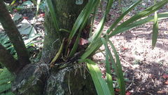 Oncidium sphacelatum