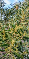 Acacia hakeoides