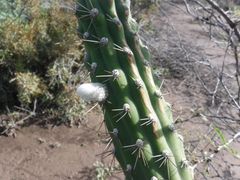 Harrisia divaricata
