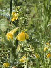 Erythranthe glaucescens