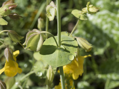 Erythranthe glaucescens