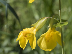 Erythranthe glaucescens