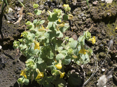 Erythranthe glaucescens