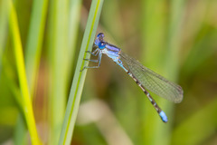 Argia alberta