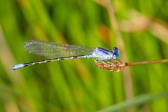 Argia alberta