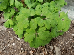 Aquilegia coerulea