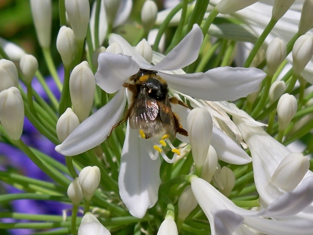 Buff-tailed Bumblebee