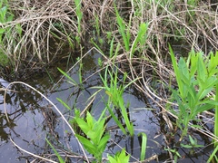 Sparganium androcladum