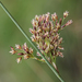 Juncus - Photo (c) J. IGNASI, μερικά δικαιώματα διατηρούνται (CC BY-NC), uploaded by J. IGNASI