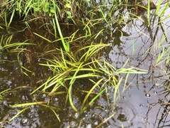 Sparganium androcladum