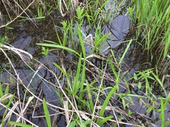 Sparganium androcladum