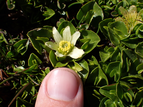 Image of Caltha sagittata by (c) Nolan Exe, some rights reserved (CC BY)