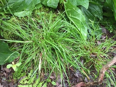 Carex debilis debilis