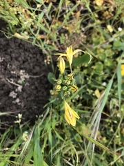Triteleia ixioides ixioides