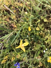Triteleia ixioides ixioides
