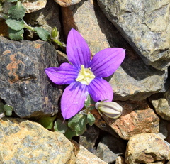 Kostas Zontanos, CC BY, iNaturalist via GBIF Campanula hawkinsiana, photograph Kostas Zontanos, CC BY, iNaturalist via GBIF