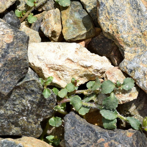 Campanula hawkinsiana, photograph 1