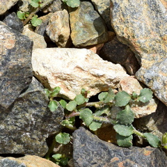 Kostas Zontanos, CC BY, iNaturalist via GBIF Campanula hawkinsiana, photograph Kostas Zontanos, CC BY, iNaturalist via GBIF