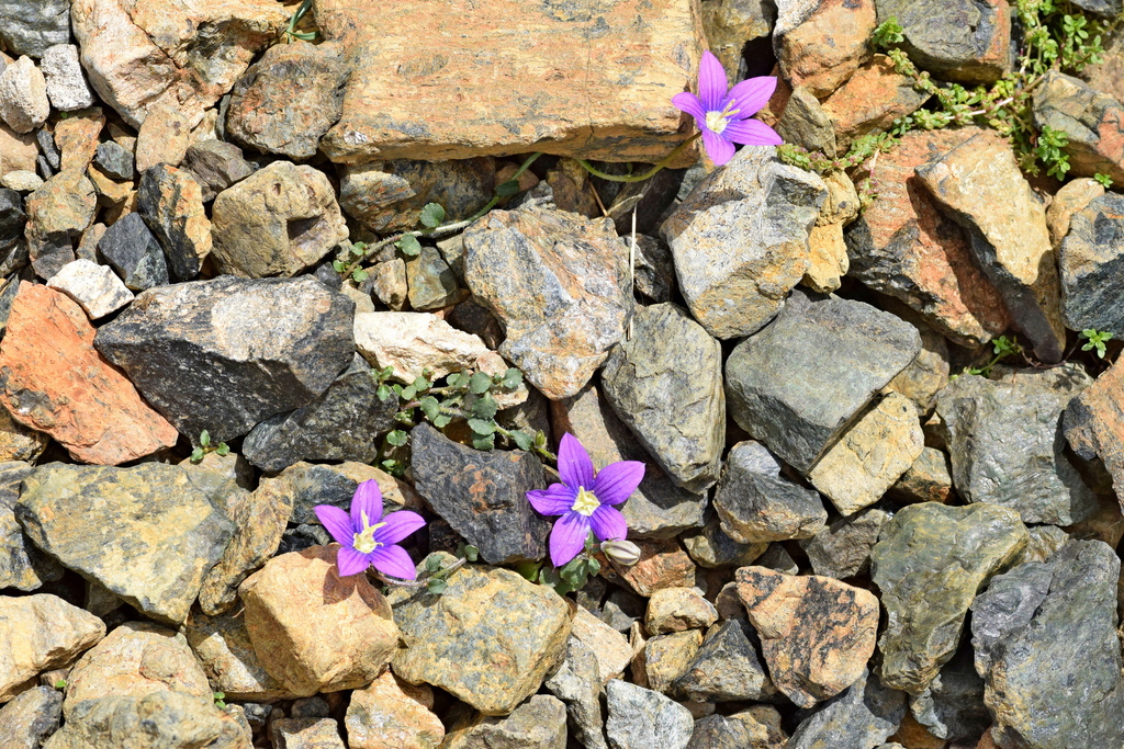 Campanula hawkinsiana; photograph Kostas Zontanos, CC BY, iNaturalist via GBIF