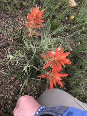 Castilleja chromosa