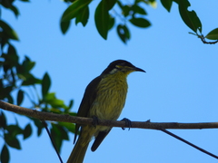 Gavicalis versicolor
