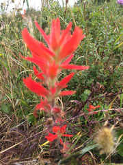 Castilleja affinis