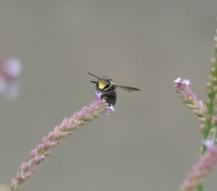 Megachile amparo
